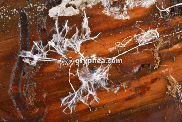 Mycélium et bois - gryphea.com